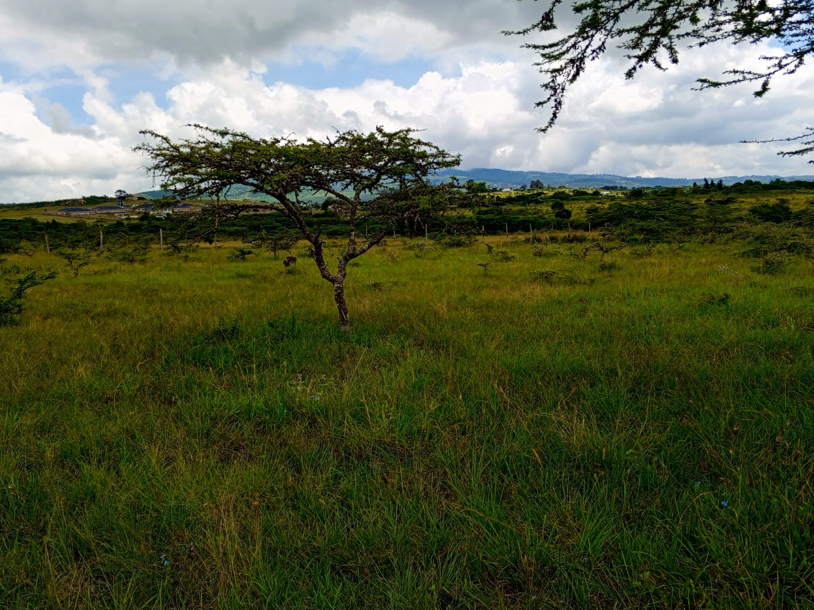 Lerai Plains